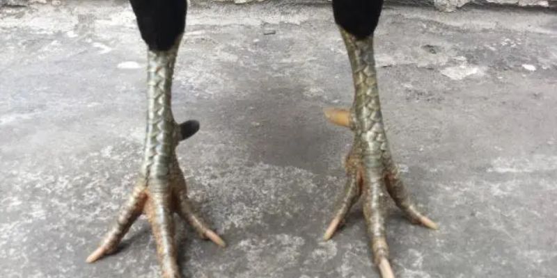 Những điều hội viên không thể bỏ qua về giống gà cựa nhật nguyệt